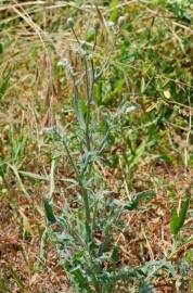 Fotografia da espécie Crepis foetida subesp. foetida