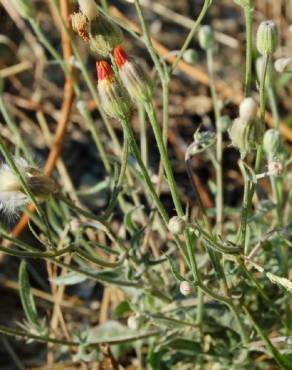 Fotografia 3 da espécie Crepis foetida subesp. foetida no Jardim Botânico UTAD