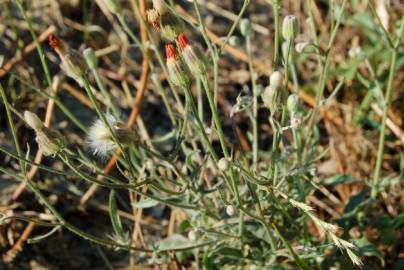 Fotografia da espécie Crepis foetida subesp. foetida