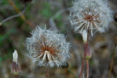 Fotografia da espécie Crepis foetida subesp. foetida