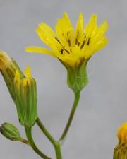 Fotografia da espécie Crepis pulchra