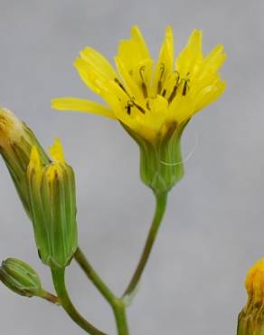 Fotografia 1 da espécie Crepis pulchra no Jardim Botânico UTAD