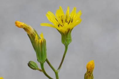 Fotografia da espécie Crepis pulchra