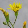 Fotografia 1 da espécie Crepis pulchra do Jardim Botânico UTAD