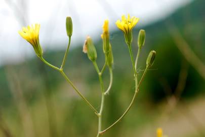 Fotografia da espécie Crepis pulchra