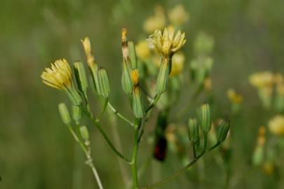 Fotografia da espécie Crepis pulchra