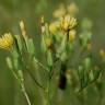 Fotografia 3 da espécie Crepis pulchra do Jardim Botânico UTAD