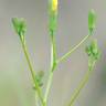 Fotografia 4 da espécie Crepis pulchra do Jardim Botânico UTAD
