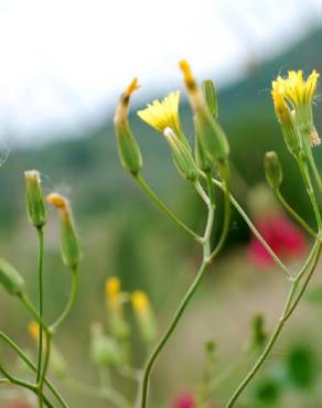 Fotografia 5 da espécie Crepis pulchra no Jardim Botânico UTAD