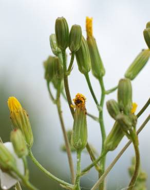 Fotografia 6 da espécie Crepis pulchra no Jardim Botânico UTAD