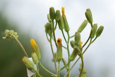 Fotografia da espécie Crepis pulchra