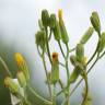 Fotografia 6 da espécie Crepis pulchra do Jardim Botânico UTAD