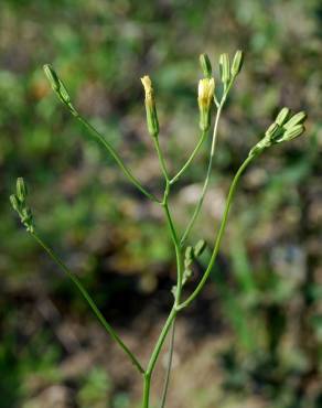 Fotografia 7 da espécie Crepis pulchra no Jardim Botânico UTAD