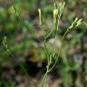 Fotografia 7 da espécie Crepis pulchra do Jardim Botânico UTAD