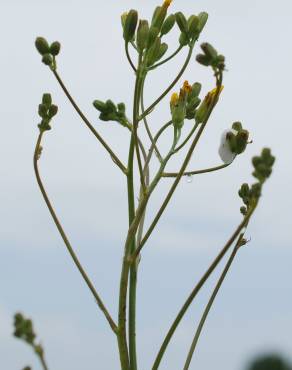 Fotografia 8 da espécie Crepis pulchra no Jardim Botânico UTAD