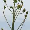 Fotografia 8 da espécie Crepis pulchra do Jardim Botânico UTAD