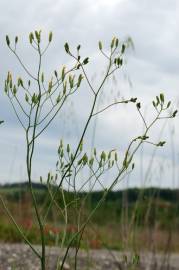 Fotografia da espécie Crepis pulchra