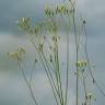 Fotografia 10 da espécie Crepis pulchra do Jardim Botânico UTAD