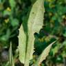 Fotografia 12 da espécie Crepis pulchra do Jardim Botânico UTAD