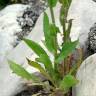 Fotografia 14 da espécie Crepis pulchra do Jardim Botânico UTAD