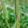 Fotografia 15 da espécie Crepis pulchra do Jardim Botânico UTAD