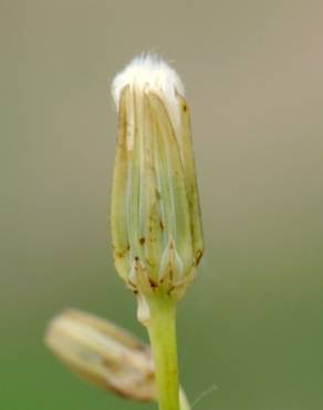 Fotografia 18 da espécie Crepis pulchra no Jardim Botânico UTAD