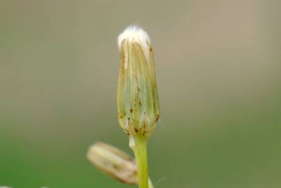 Fotografia da espécie Crepis pulchra