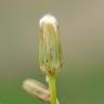 Fotografia 18 da espécie Crepis pulchra do Jardim Botânico UTAD