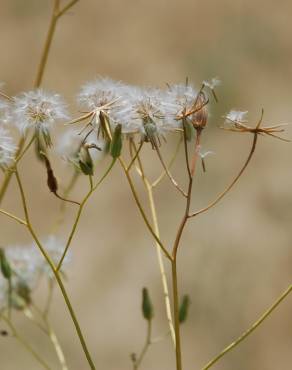 Fotografia 19 da espécie Crepis pulchra no Jardim Botânico UTAD