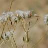 Fotografia 19 da espécie Crepis pulchra do Jardim Botânico UTAD