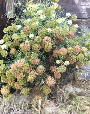 Fotografia 9 da espécie Crithmum maritimum no Jardim Botânico UTAD