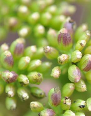 Fotografia 10 da espécie Crithmum maritimum no Jardim Botânico UTAD