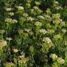 Fotografia 11 da espécie Crithmum maritimum do Jardim Botânico UTAD