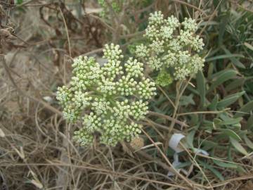 Fotografia da espécie Crithmum maritimum