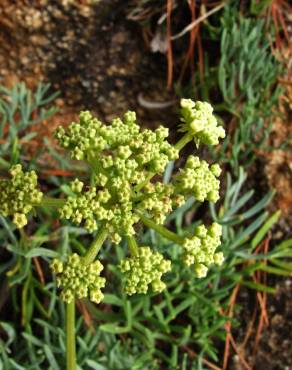 Fotografia 15 da espécie Crithmum maritimum no Jardim Botânico UTAD