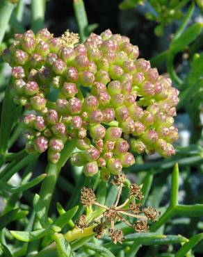 Fotografia 1 da espécie Crithmum maritimum no Jardim Botânico UTAD