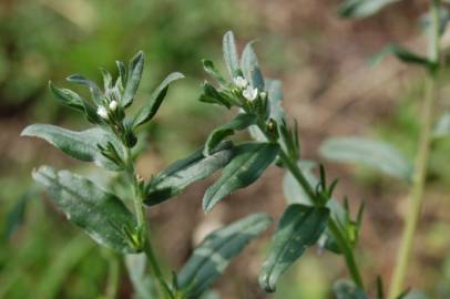 Fotografia da espécie Lithospermum arvense subesp. arvense