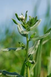 Fotografia da espécie Lithospermum arvense subesp. arvense