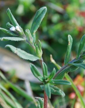 Fotografia 6 da espécie Lithospermum arvense subesp. arvense no Jardim Botânico UTAD