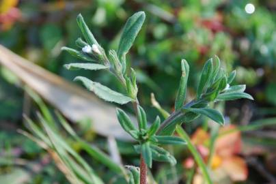 Fotografia da espécie Lithospermum arvense subesp. arvense