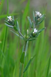 Fotografia da espécie Lithospermum arvense subesp. arvense