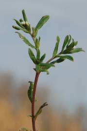 Fotografia da espécie Lithospermum arvense subesp. arvense