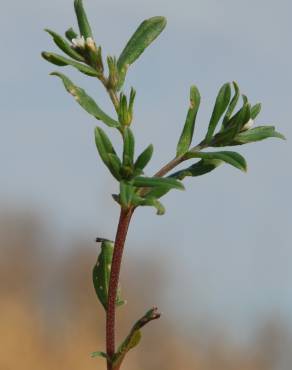 Fotografia 8 da espécie Lithospermum arvense subesp. arvense no Jardim Botânico UTAD