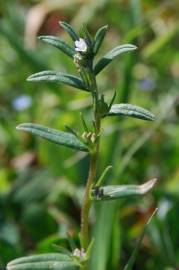 Fotografia da espécie Lithospermum arvense subesp. arvense