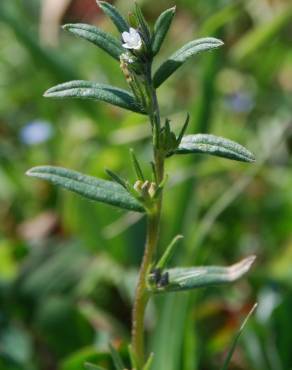 Fotografia 9 da espécie Lithospermum arvense subesp. arvense no Jardim Botânico UTAD