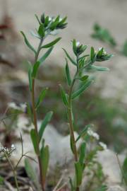 Fotografia da espécie Lithospermum arvense subesp. arvense