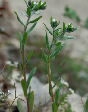 Fotografia 10 da espécie Lithospermum arvense subesp. arvense no Jardim Botânico UTAD