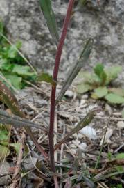 Fotografia da espécie Lithospermum arvense subesp. arvense