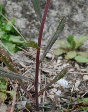 Fotografia 11 da espécie Lithospermum arvense subesp. arvense no Jardim Botânico UTAD