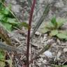 Fotografia 11 da espécie Lithospermum arvense subesp. arvense do Jardim Botânico UTAD